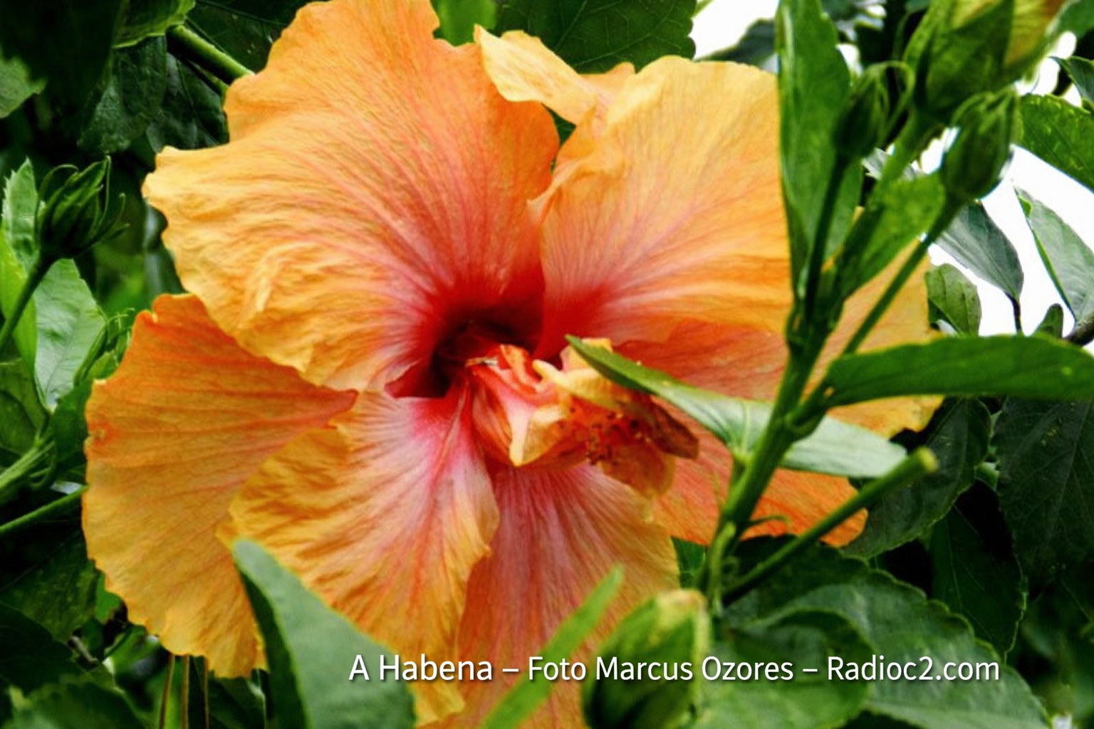 Na Cultura caiçara que resiste em Boiçucanga, o nome do hibisco é habena, diz Lavínia Caiçara